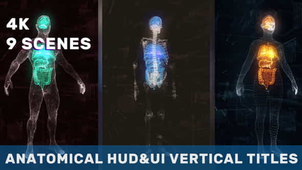 Anatomical Vertical HUD UI Titles - VideoHive 36051112