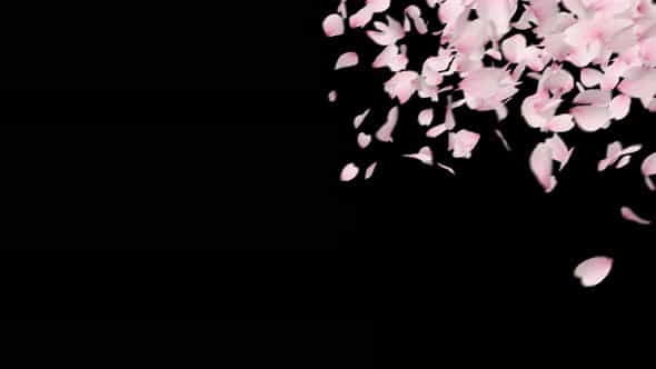 Cherry Blossom Fall 4K - VideoHive 33043066