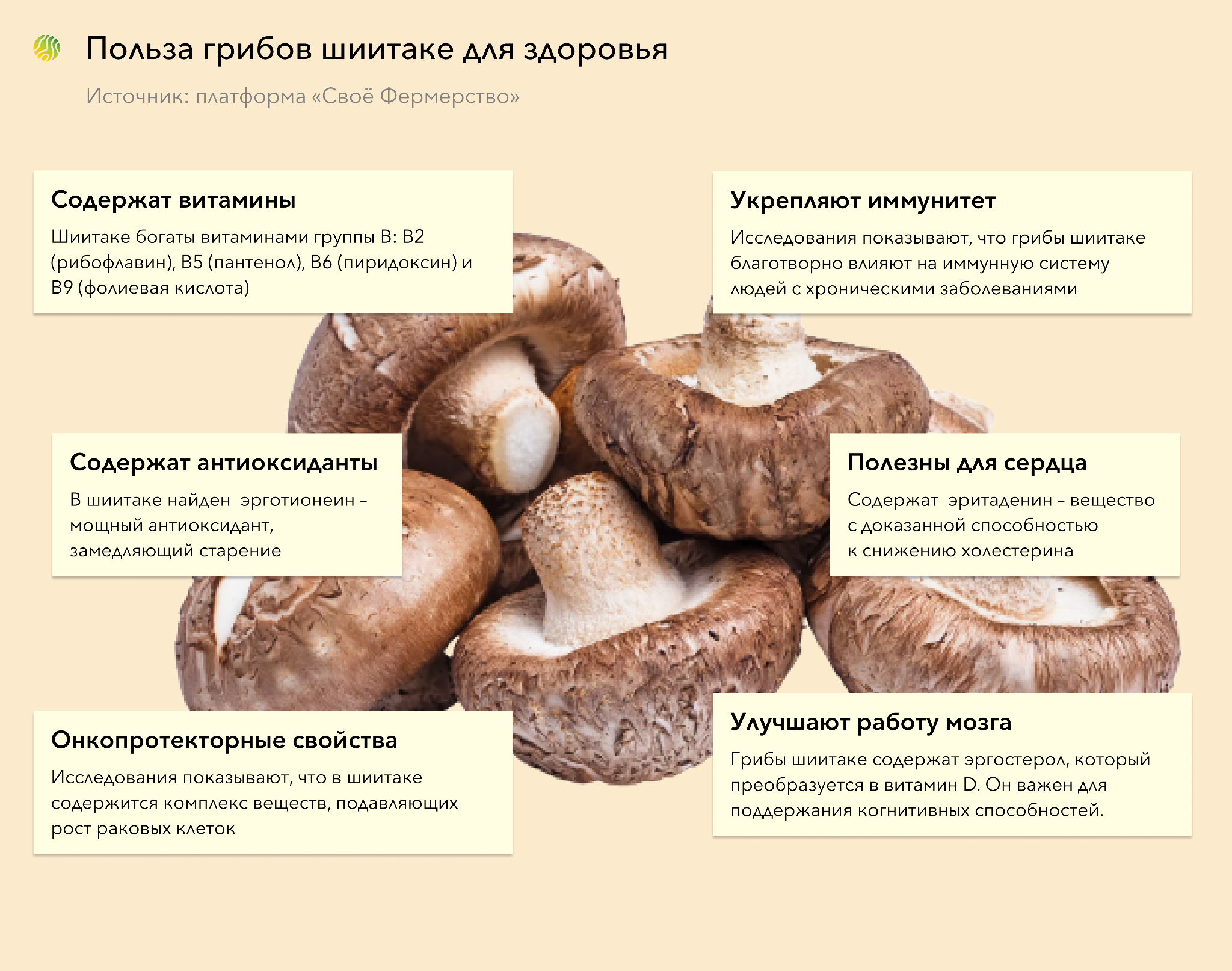 Выращиваем грибы шиитаке в подвале – Своё Фермерство