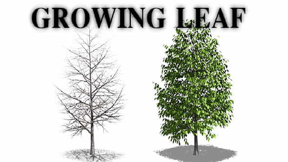 Growing Leaf - VideoHive 3815004