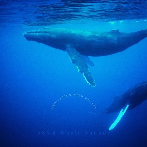 ASMR Whale Sounds - Meditation with Whales - 2022