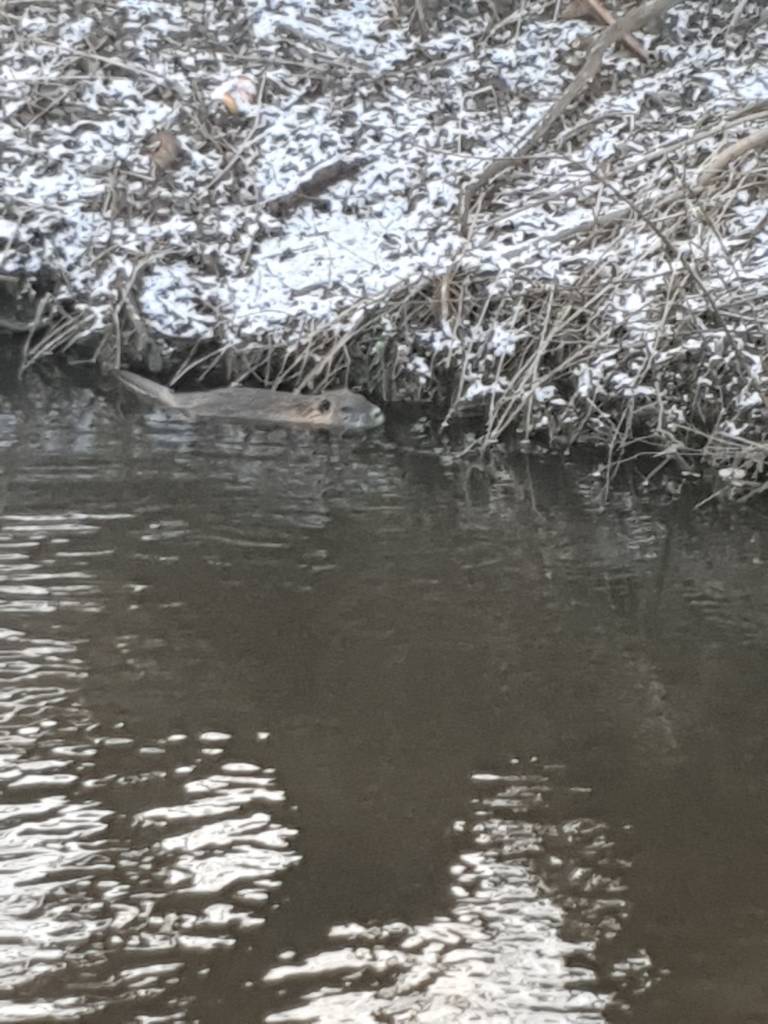 Nutria im Wasser