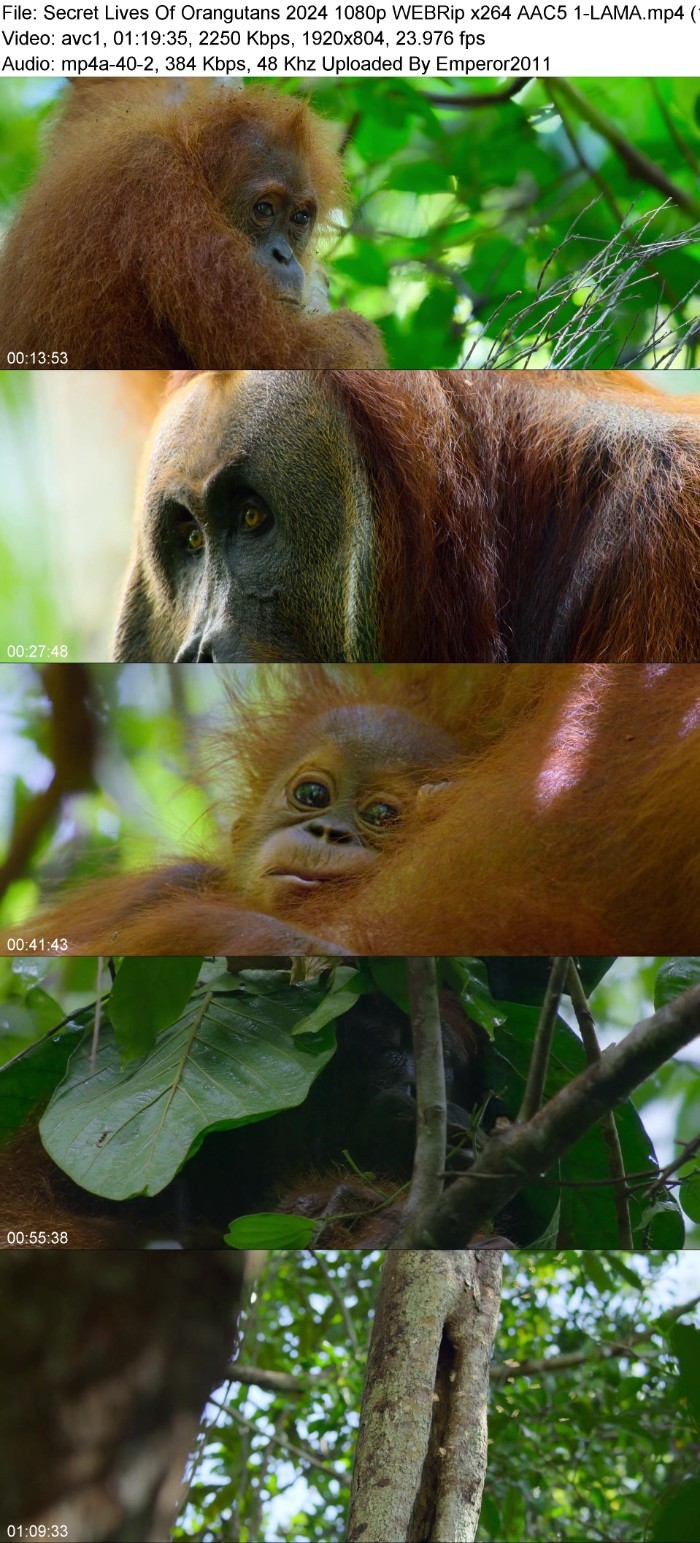 Secret Lives Of Orangutans (2024) 1080p WEBRip 5 1-LAMA GypDv06e_o