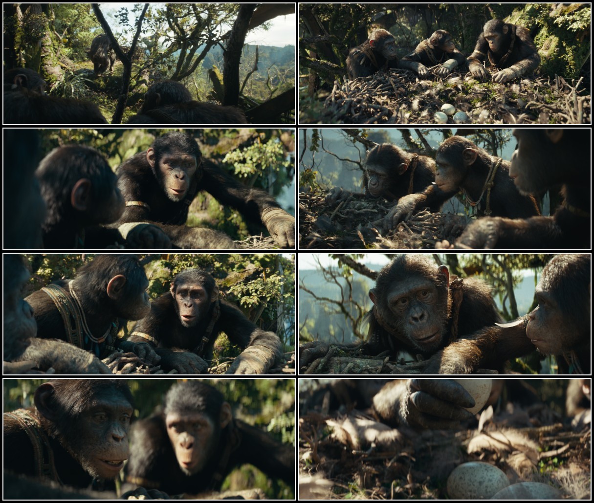 Kingdom Of The Planet Of The Apes (2024) 2160p WEB h265-ETHEL VinTbC1T_o