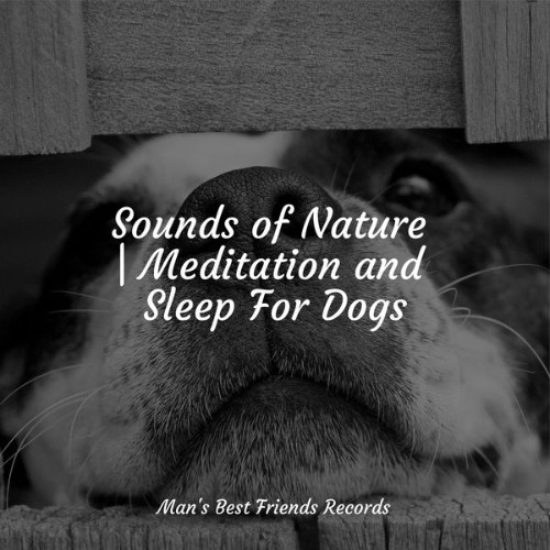 Pet Care Music Therapy - Sounds of Nature  Meditation and Sleep For Dogs - 2022