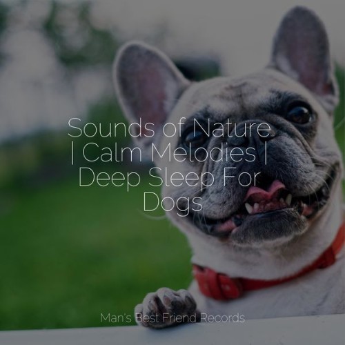 Sleeping Music For Dogs - Sounds of Nature  Calm Melodies  Deep Sleep For Dogs - 2022