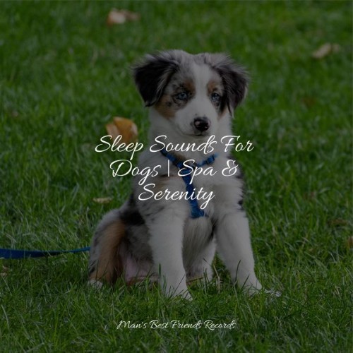 Music for Calming Dogs - Sleep Sounds For Dogs  Spa & Serenity - 2022