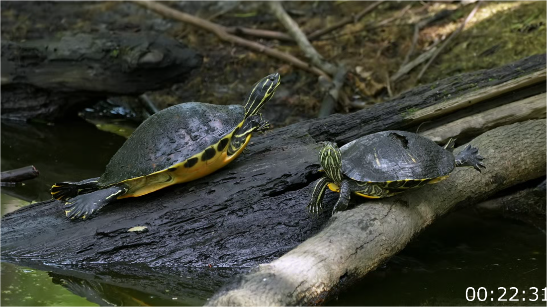 Swamp People Serpent Invasion S04E03 [1080p] (x265) KJCJlxim_o