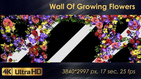 Wall Of Growing Flowers - VideoHive 22570791