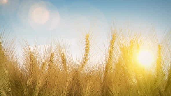 Wheat Field 4K Loop - VideoHive 24711122