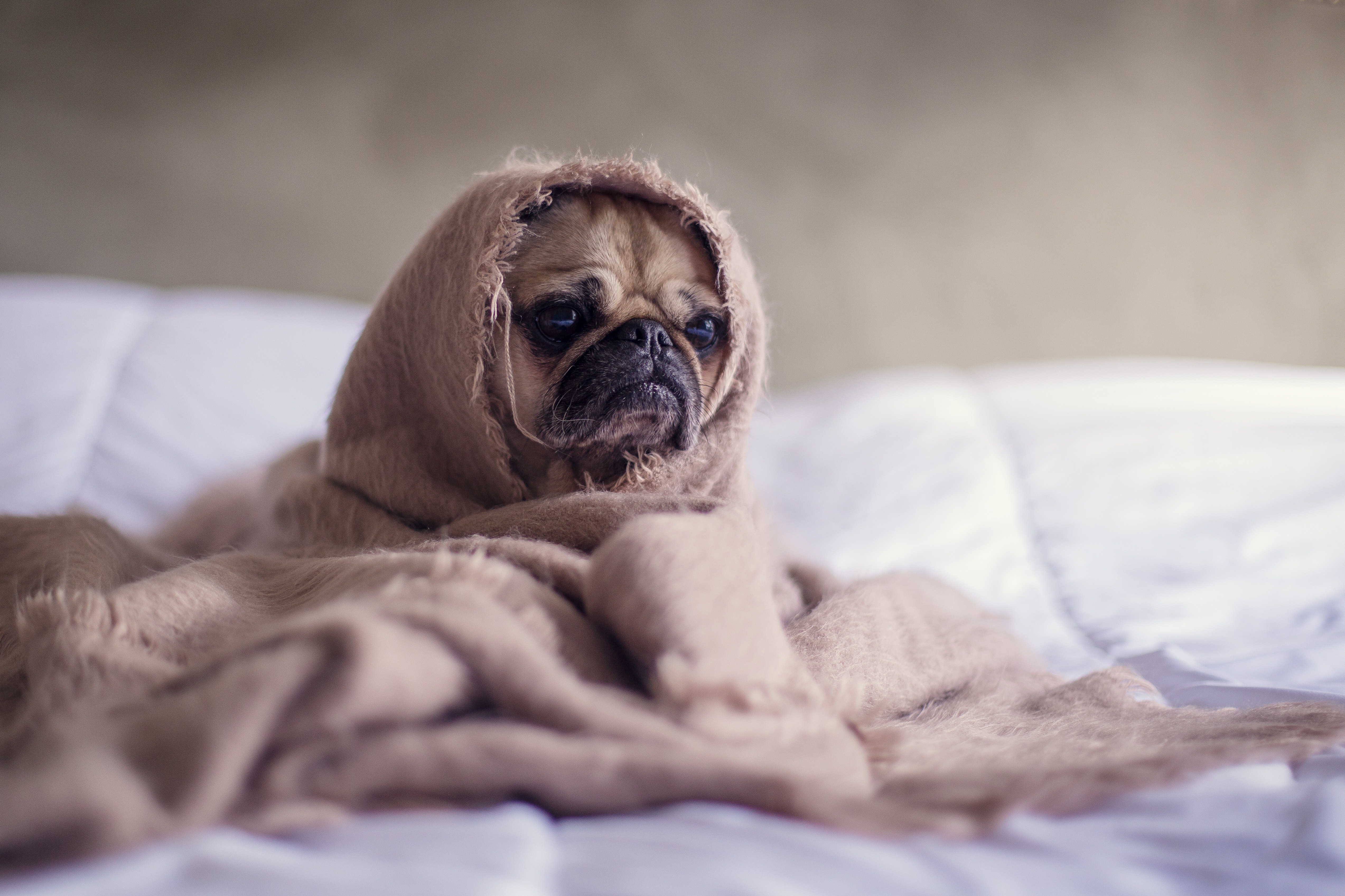 chiot enveloppé dans une couverture