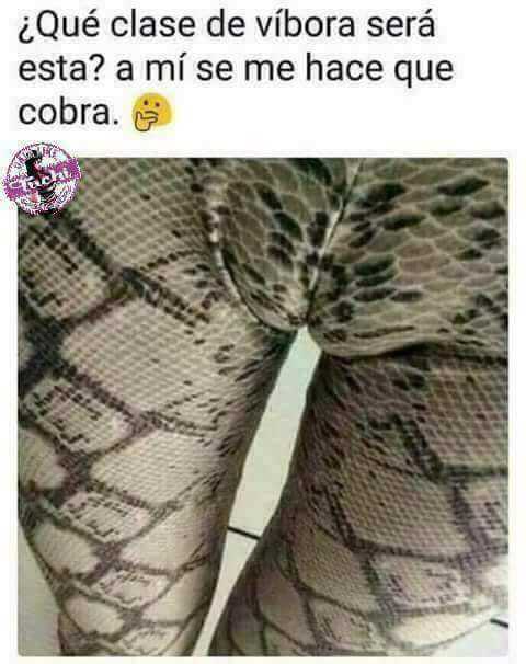gracioso