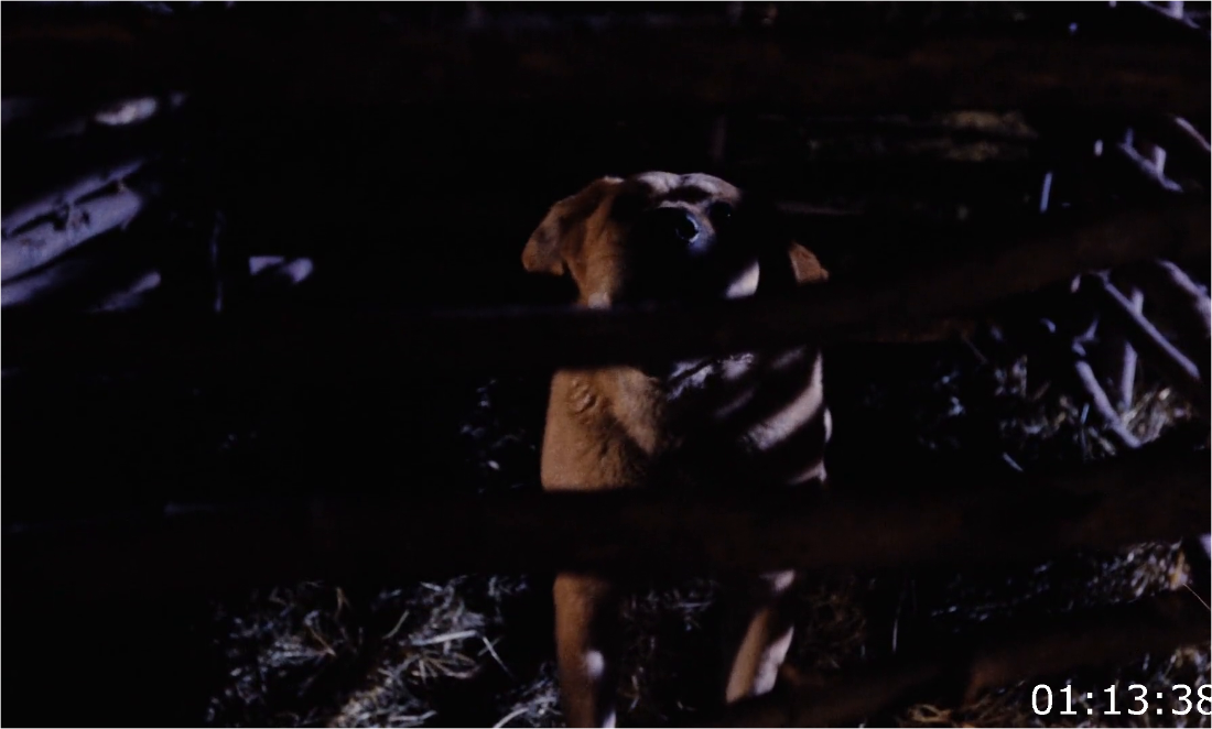 Old Yeller (1957) [1080p] BluRay (x264) XLO7nHaT_o