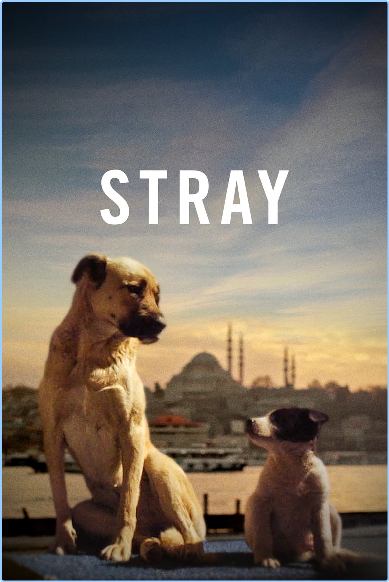 Stray (2020) [1080p] (x265) SoVCprcE_o