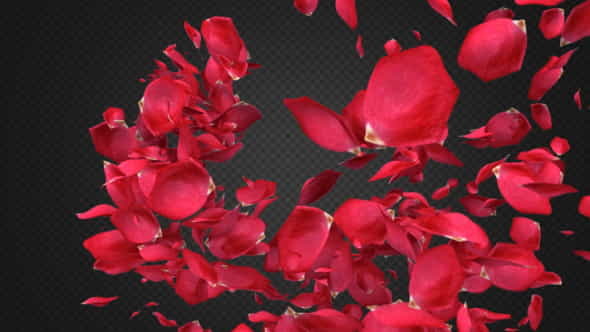 Rose Petal Transitions Pack - VideoHive 21294817
