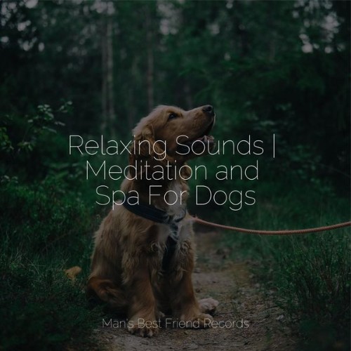 Sleep Music For Dogs - Relaxing Sounds  Meditation and Spa For Dogs - 2022