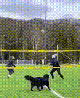 ANIMALS GIFS AND PICS dogs edition W2ay8lVJ_o