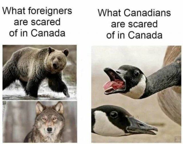 ONLY IN CANADA 5asdyZkv_o