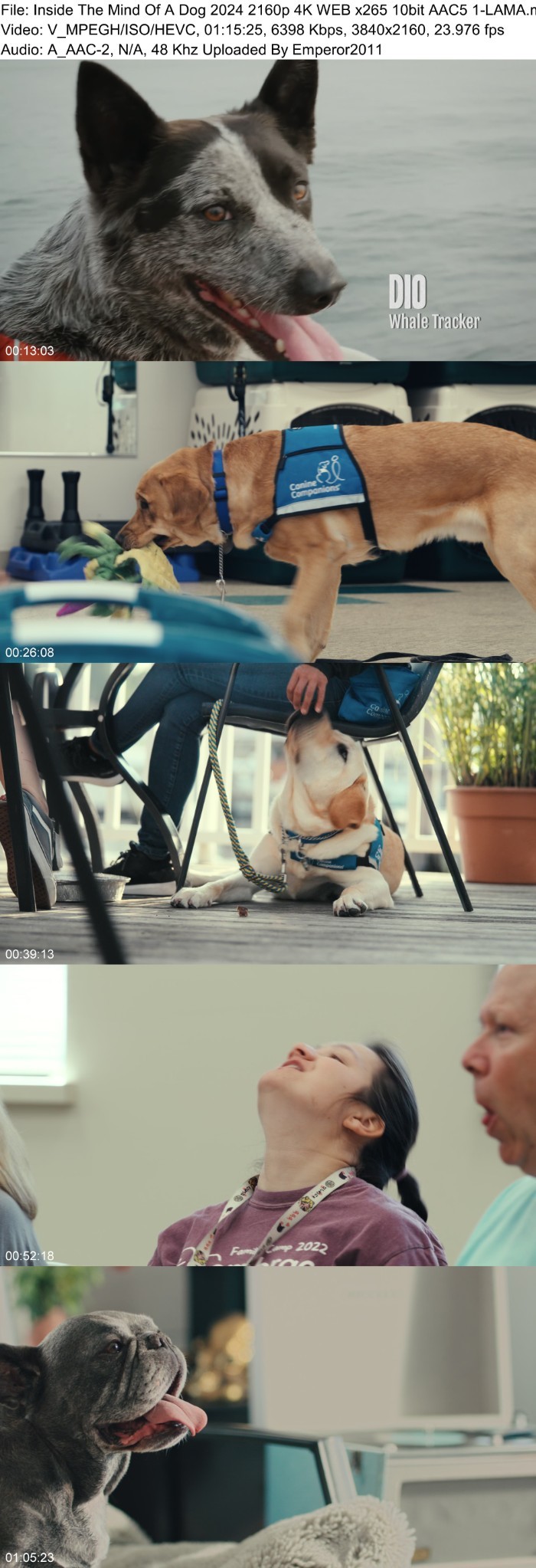 Inside The Mind Of A Dog (2024) 2160p 4K WEB 5 1-LAMA Qk5yA5Di_o