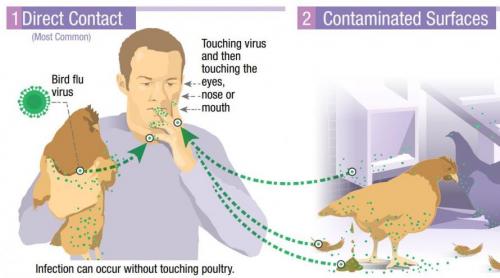 ‘DISEASE X’: New Strain Of Bird Flu Kills 40% Of Those Who Contract ...