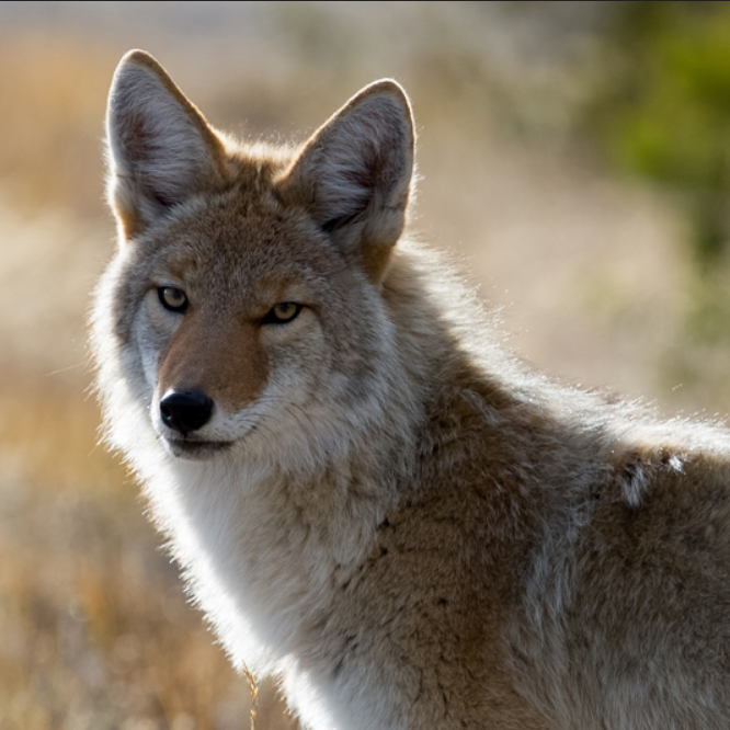 image of a coyote facing left, but looking towards to viewer