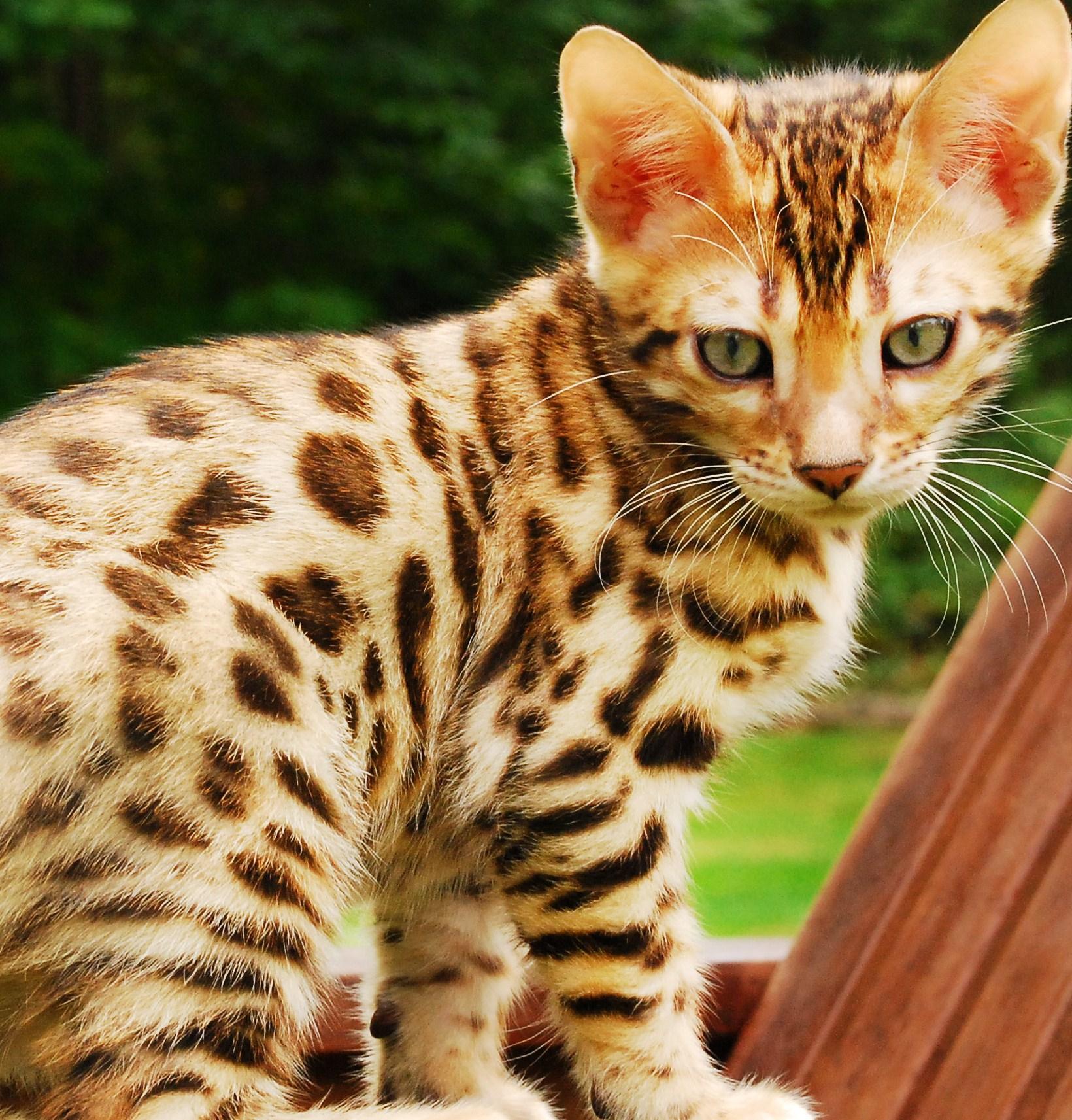 a bengal kitten sitting and looking down