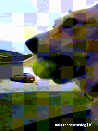 ANIMALS GIFS AND PICS dogs edition DQHYqZ1k_o