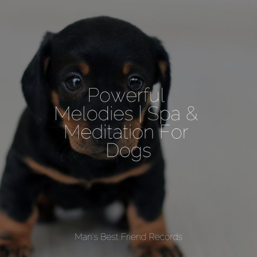 Music for Leaving Dogs Home Alone - Powerful Melodies  Spa & Meditation For Dogs - 2022