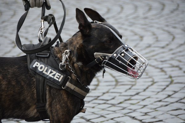 Siad! Aport! Zostań w domu! Załóż maskę! Dobry Polak! - czyli tresowanie Polaków w czasie "pandemii".