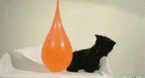 ANIMALS GIFS AND PICS...37 SRe30mhZ_o