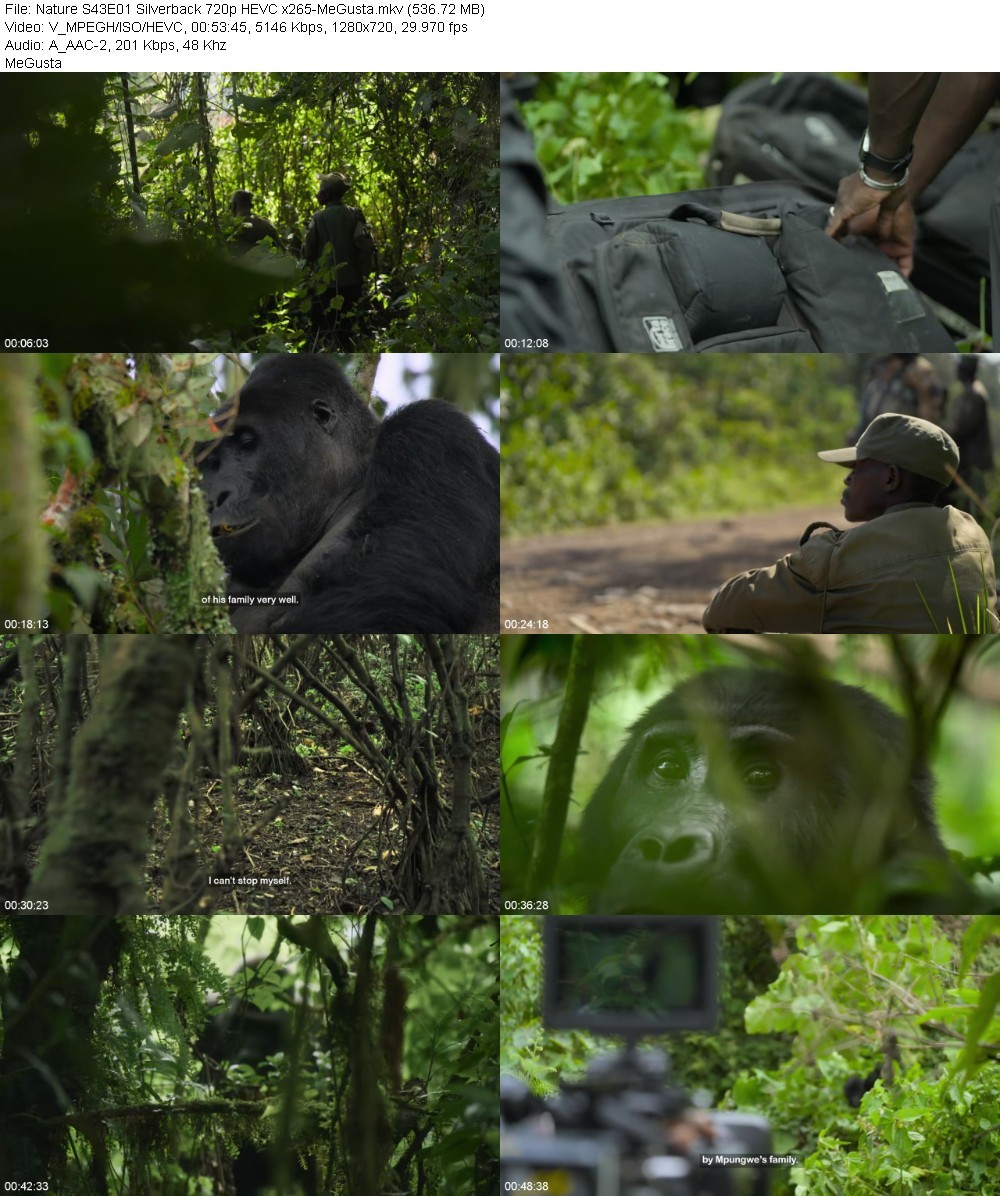 Nature S43E01 Silverback 720p HEVC x265-MeGusta