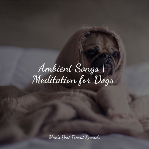 Sleeping Music For Dogs - Ambient Songs  Meditation for Dogs - 2022