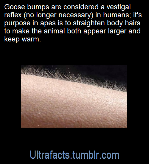 ULTRAFACTS.TUMBLR.COM CU0fP528_o