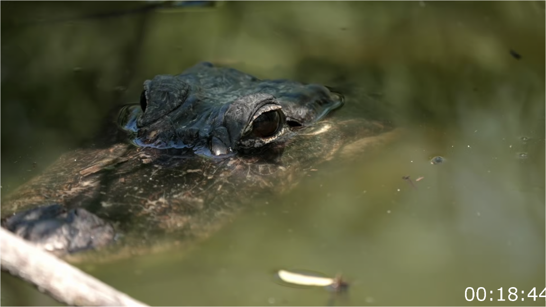 Swamp People Serpent Invasion S04E15 [1080p] (x265) WbKWywQK_o