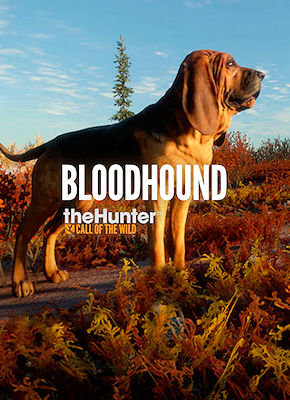theHunter Call of the Wild Bloodhound REPACK KaOs