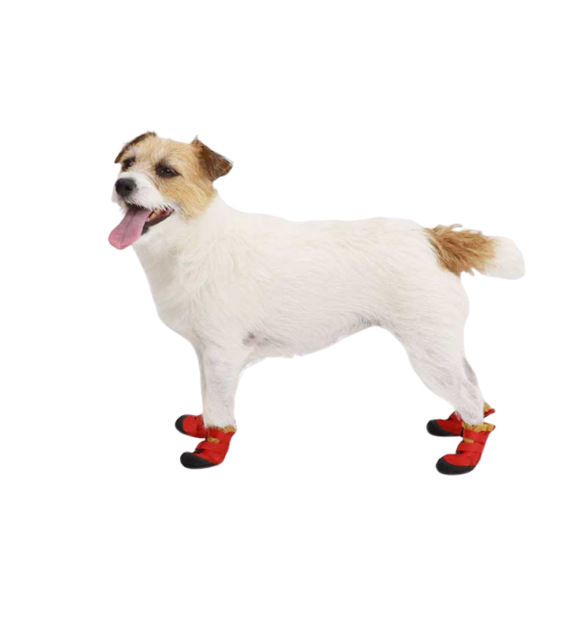 Lpii6cjz o