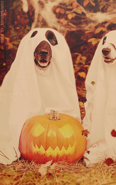 Halloween I6LXTWau_o