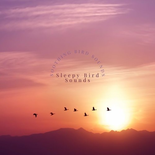 Sleepy Bird Sounds - Soothing Bird Sounds - 2022