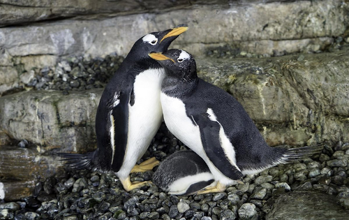 "Pingüinas lesbianas" son "mamás" con el huevo de otra pareja 3U7N1z1y_o