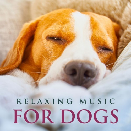 Dog Music - Relaxing Music For Dogs Soothing Piano Dog Music, Music For Dogs While You're Away, M...