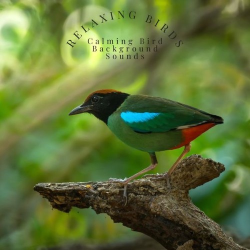 Calming Bird Background Sounds - Relaxing Birds - 2022