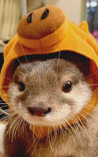 Loutre