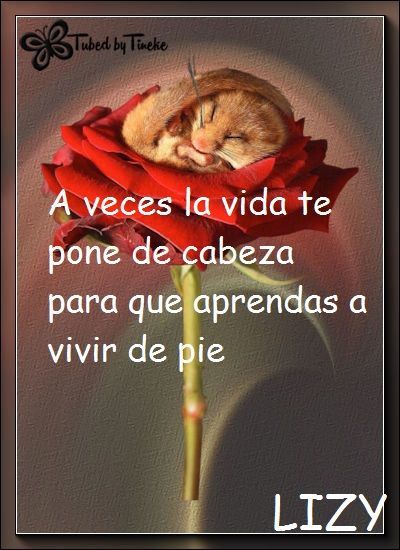 Ltmmvaaa o