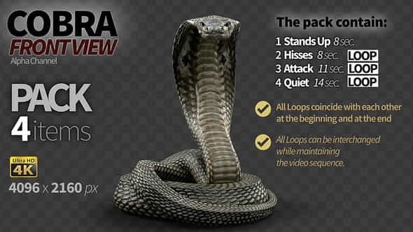 Cobra Front View Pack 4 - VideoHive 17403202