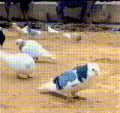 ANIMALS GIFS AND PICS 23 CluT79op_o
