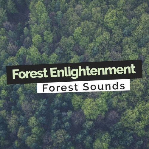 Forest Sounds - Forest Enlightenment - 2019
