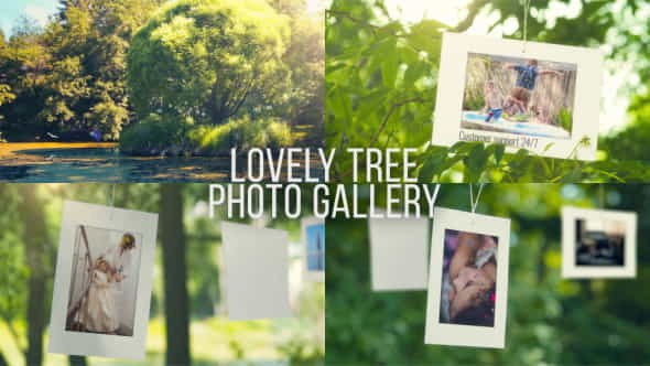 Lovely Tree Photo - VideoHive 20385347