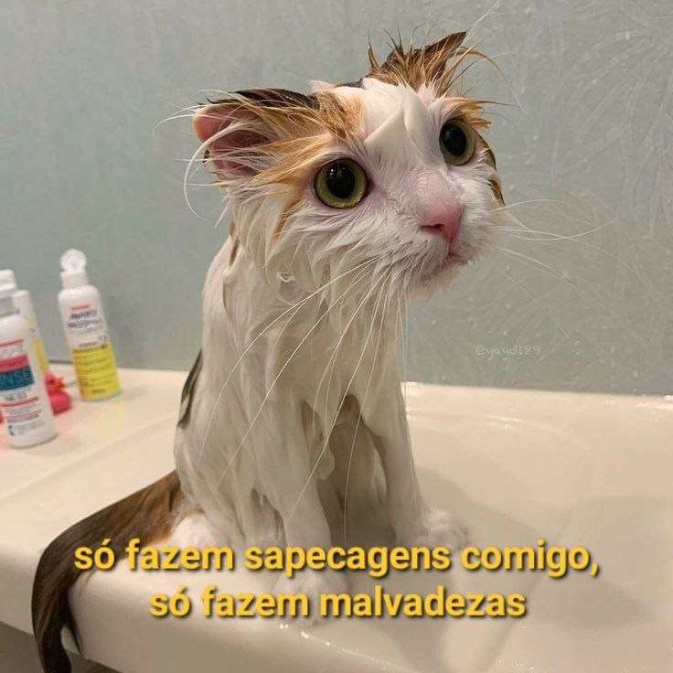 Gato coitadinho da Silva dizendo que s fazem sapecagens comigo, s fazem malvadezas