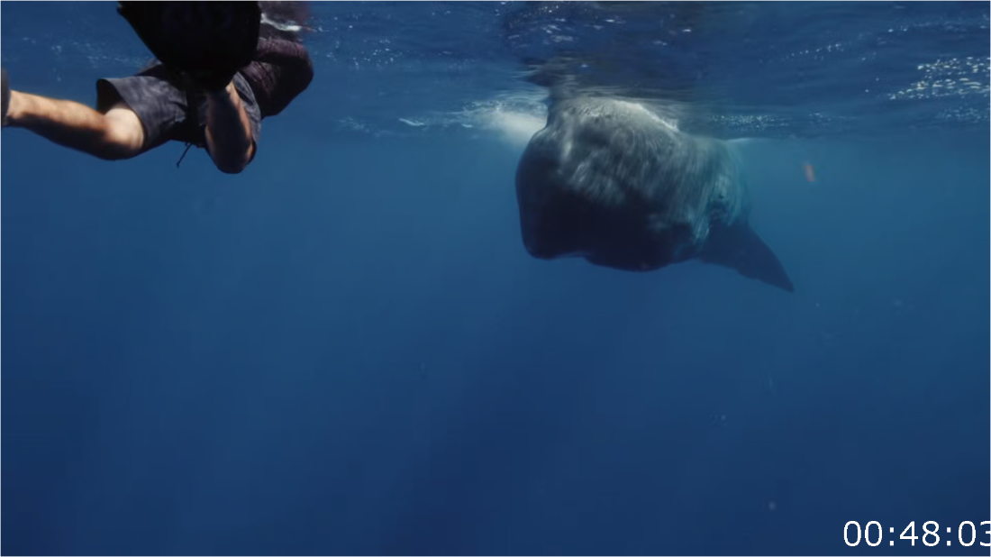 Nature S42E12 Patrick And The Whale [1080p] (x265) SV6loWAT_o