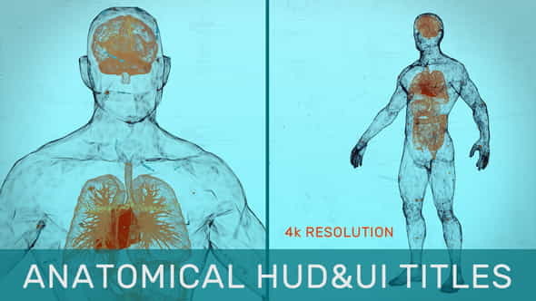 Anatomical HUDUI Titles - VideoHive 31538280